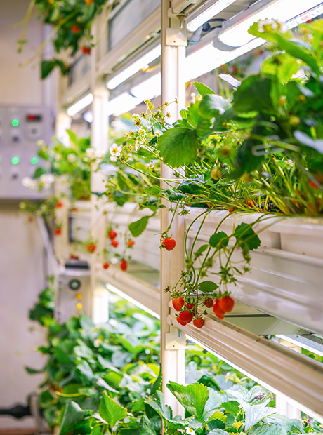 스마트팜 컨설팅